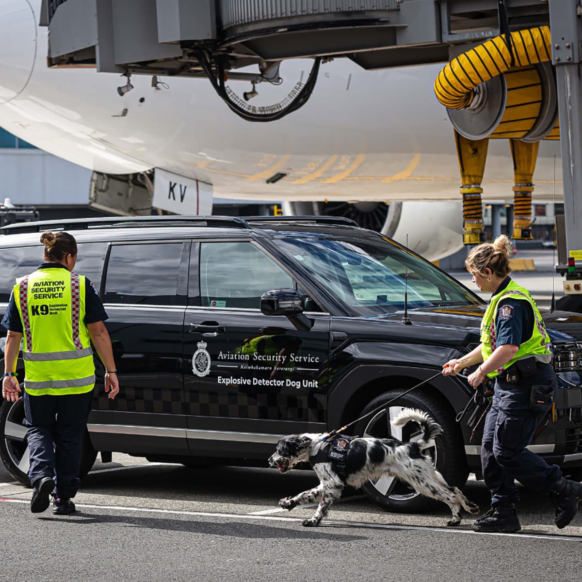 One of the Civil Aviation Authority’s Explosive Detector Dog Unit (EDDU) vehicles, with two human and one canine worker at a New Zealand airport. One of the Civil Aviation Authority’s Explosive Detector Dog Unit (EDDU) vehicles, with two human and one canine worker at a New Zealand airport.