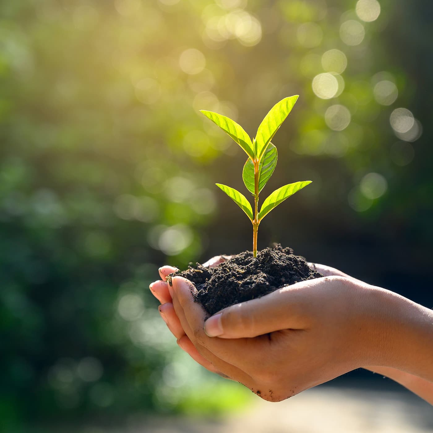 A seedling surrounded by dirt held in two hands A seedling surrounded by dirt held in two hands