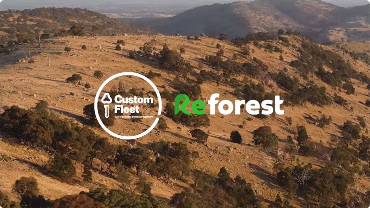 Reforest Video Thumbnail Reforest Video Thumbnail