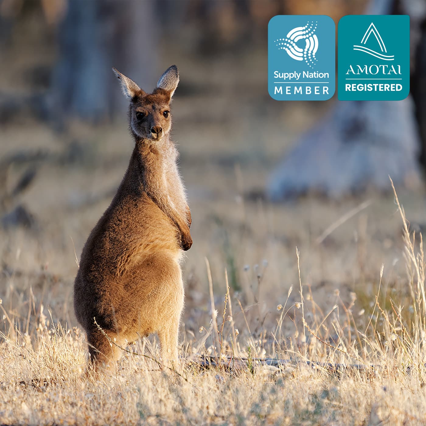 Photo of a kangaroo in nature with the Supply Nation and Amotai logos in top right Photo of a kangaroo in nature with the Supply Nation and Amotai logos in top right